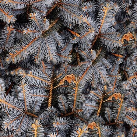 Gray Fir Tree Branches