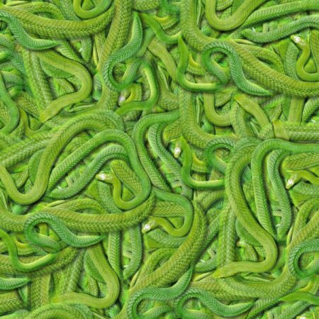 Green Snakes