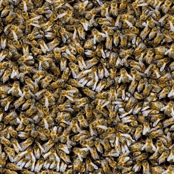 Honey Bees 23