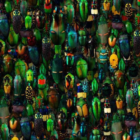 Iridescent Beetles 22