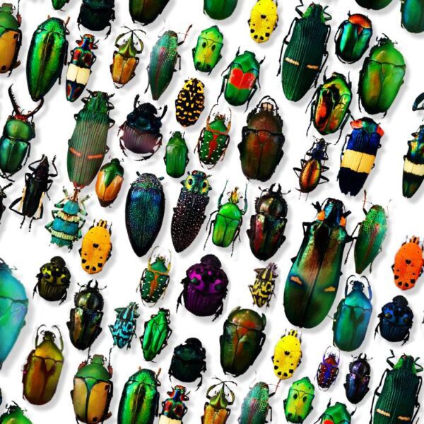 Iridescent Beetles 23