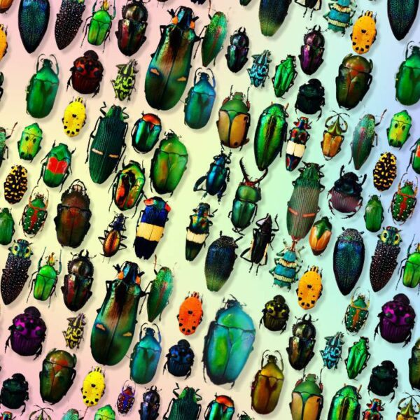 Iridescent Beetles 24
