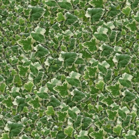Ivy Vines 24
