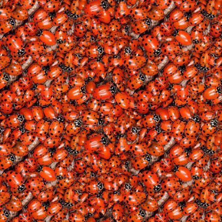 Ladybugs 24