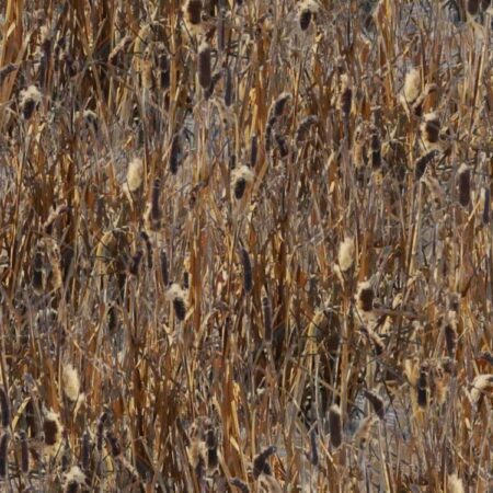 Late Season Cattails