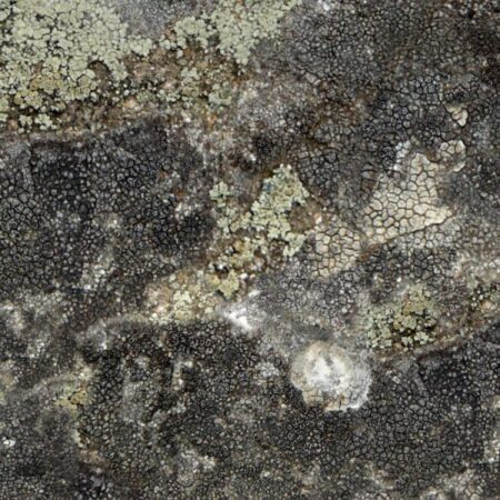 Lichen 22 Camouflage