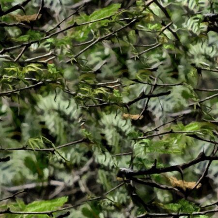 Light Woods Camouflage