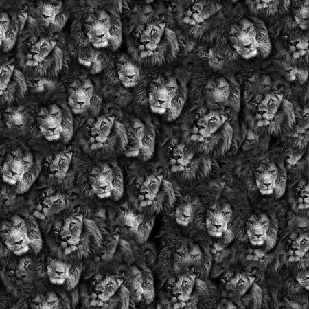 Lion Faces 22