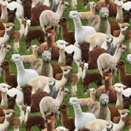 Llama Cria Herd