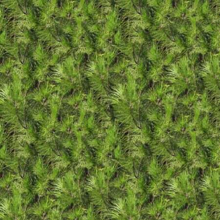 Long Needled Pine Tree