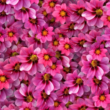 Magenta Flowers