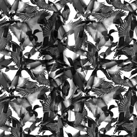 Mallard Ducks Black and White