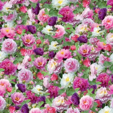 Mixed Flowers and Butterflies