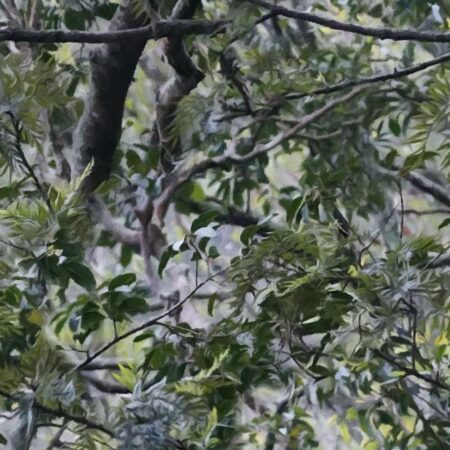 MoonLight Camouflage