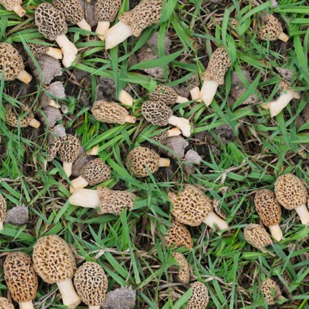 Morel Mushrooms 22