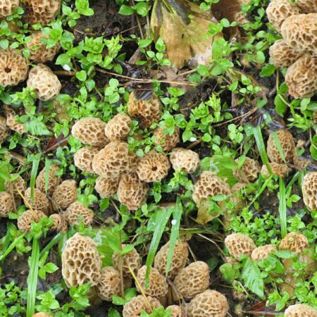 Morel Mushrooms 23
