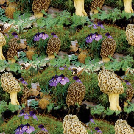 Morel Mushrooms 24
