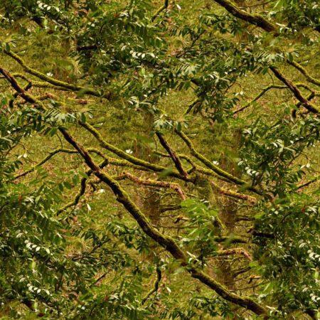 Mossy Branch Camouflage