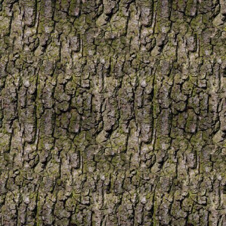 Mossy Bark