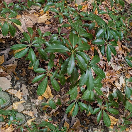 Mountain Laurel Camouflage