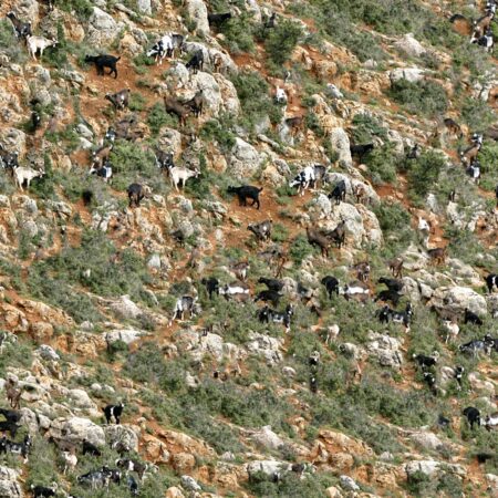 Mountain Goat Camo