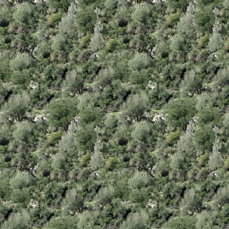 Mountain Olive and Scrub