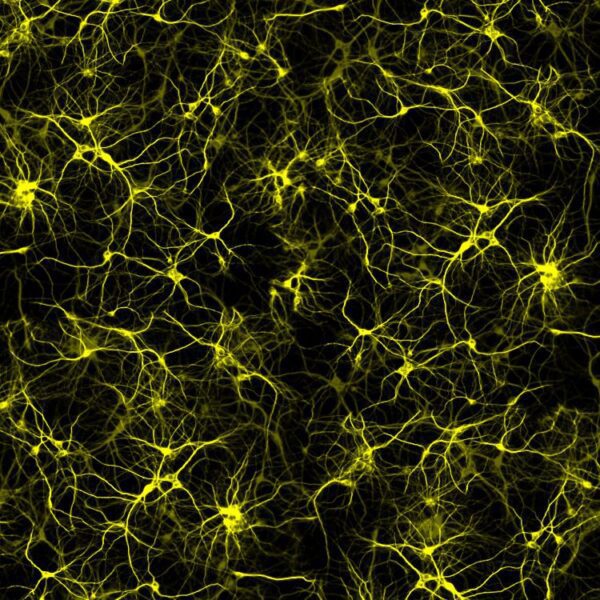 Neurons 26