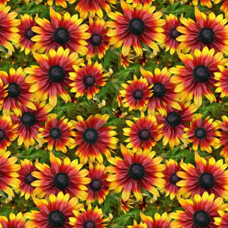 Orange and Yellow Flowers