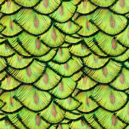 Peacock Pin Feathers 22