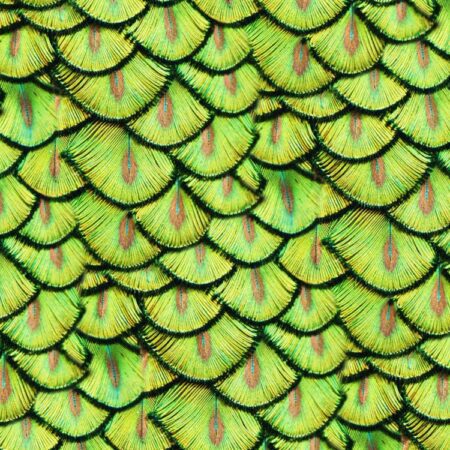 Peacock Pin Feathers 23