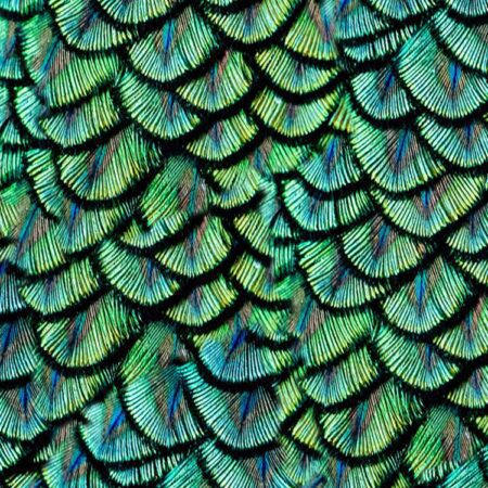 Peacock Pin Feathers 24