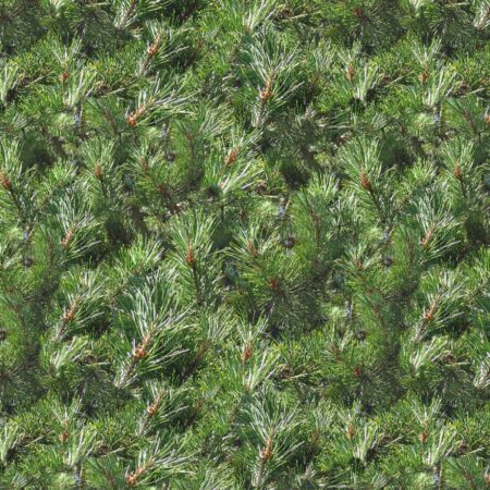 Pine Tree Camo