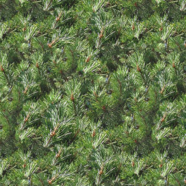 Pine Tree Camo