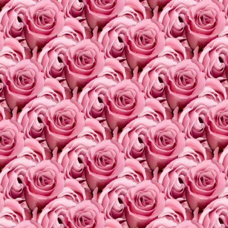 Pink Roses