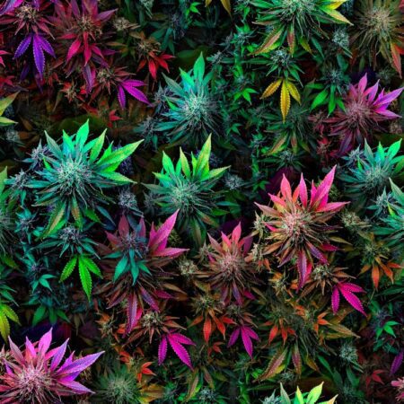 Psychedelic Elephant Kush