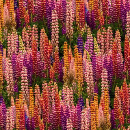 Russel Lupine Flowers