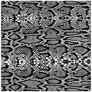 Large Black And Clear Snakeskin