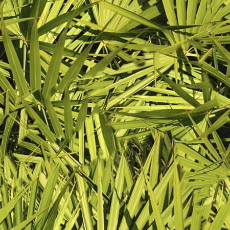 Saw Palmetto Camouflage