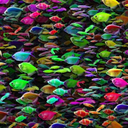 School of Glo Fish 23