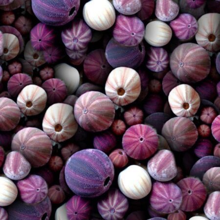 Sea Urchins 22