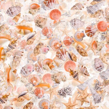 Seashells 25