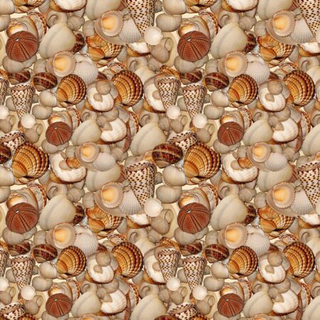 Sea Shells