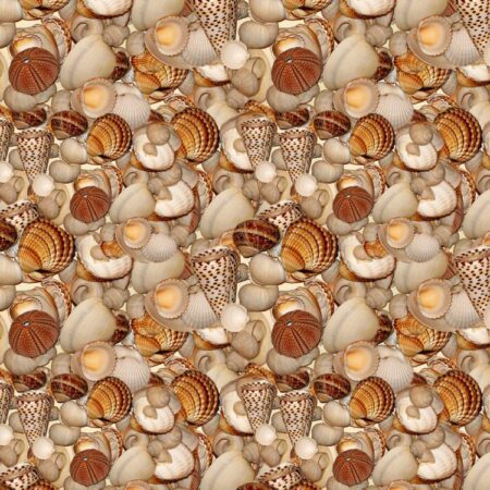 Seashells 26