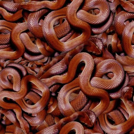 Snake Pit
