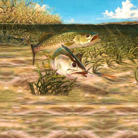 Spotted Sea Trout 23