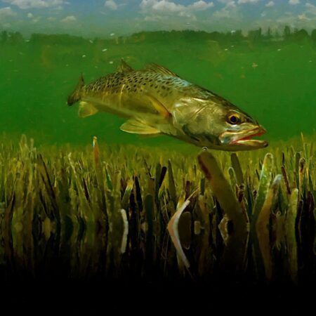 Spotted Sea Trout 24