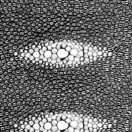 Stingray Leather Close Up