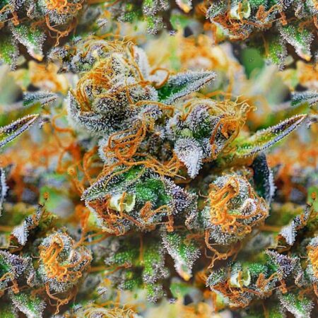 Tangerine Kush Buds