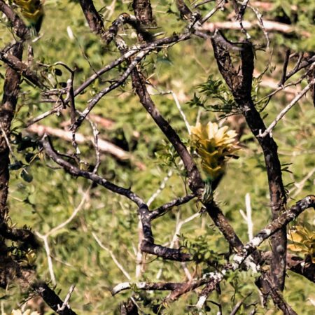 Tanglewood Camouflage