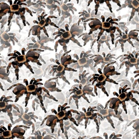 Tarantulas 22